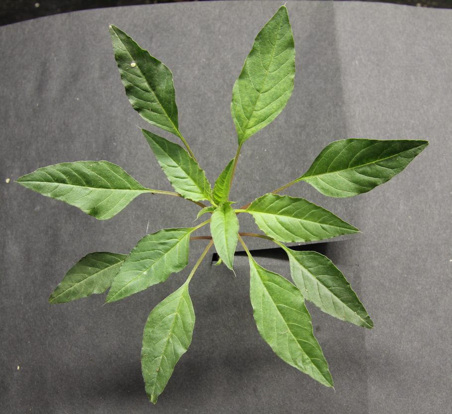Leaf structure of a palmer amaranth weed is displayed