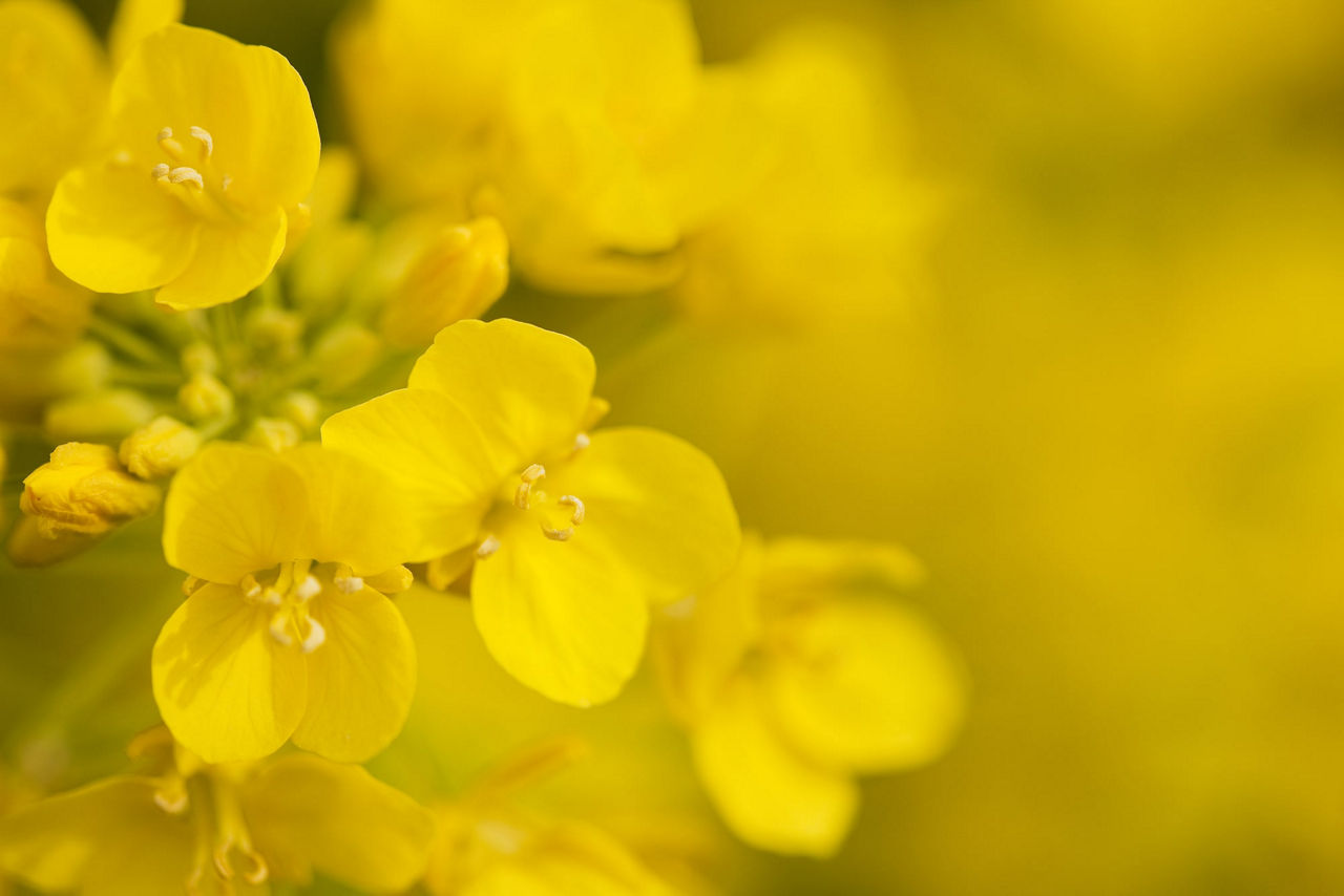 A bright yellow bunch of flowers on a canola plant shown close up. Each flower has four vibrant yellow petals. 