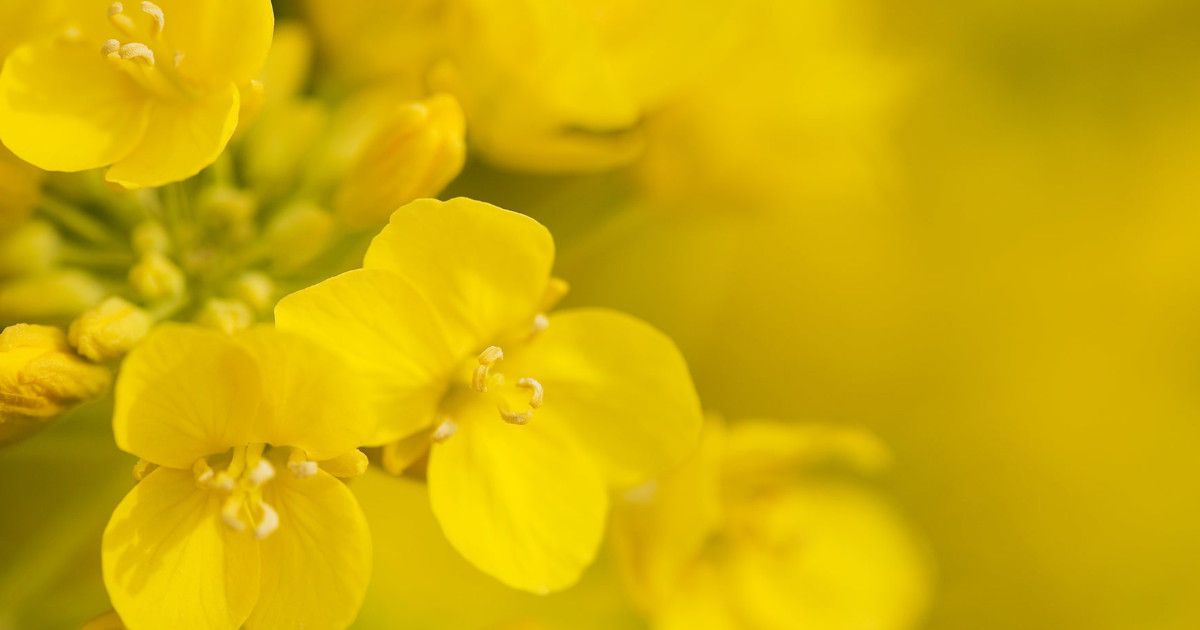 A bright yellow bunch of flowers on a canola plant shown close up. Each flower has four vibrant yellow petals. 