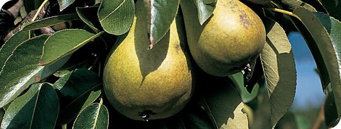 Pome fruit