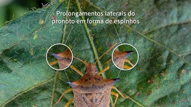 Feature Section Image