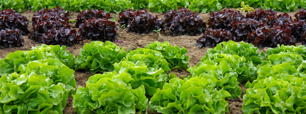 Year-round pest control in red and green lettuce crops