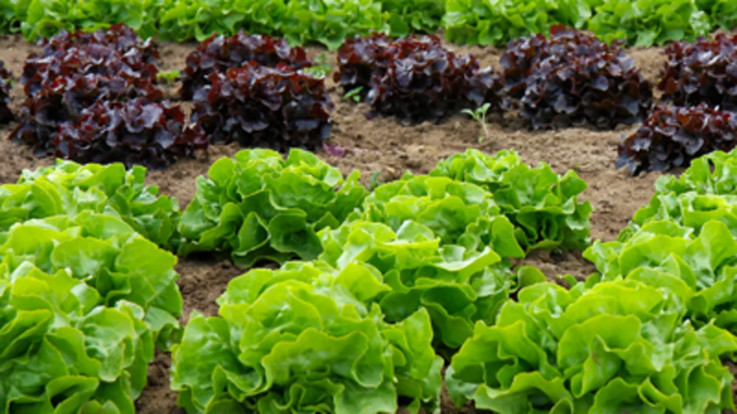 Controlling Pests in Year-Round Crop Operations