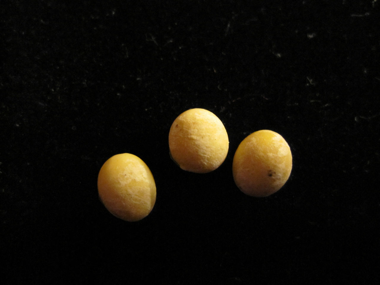 Three soybean seeds which have Phomopsis seed decay