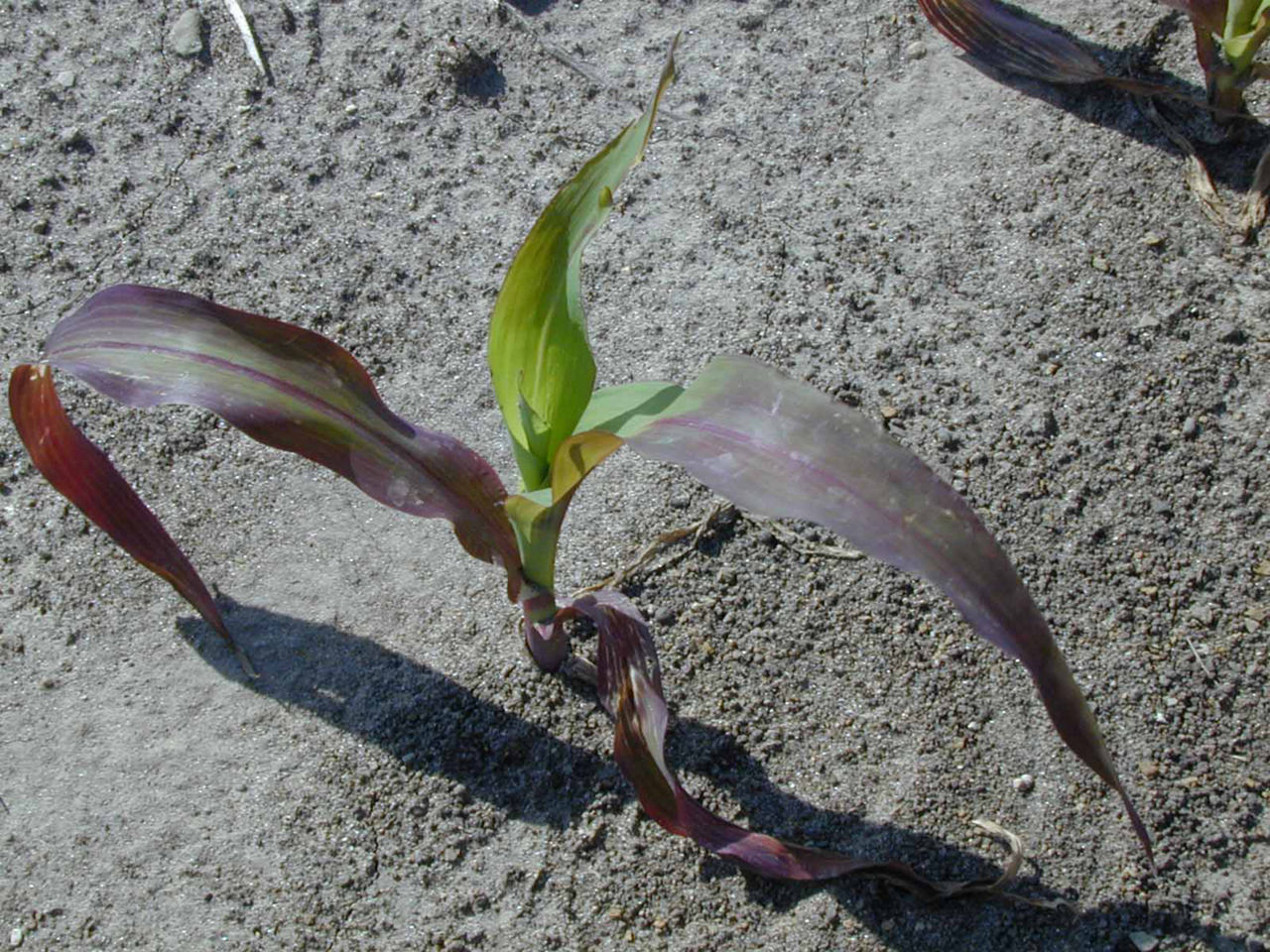 Phosphorus deficiency symptom in corn, older leaves turn purple in color. 