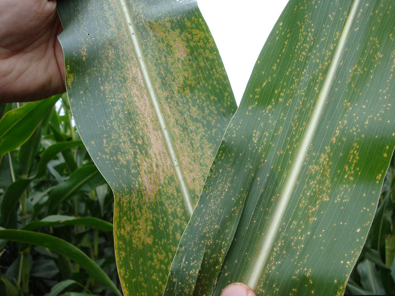 Corn plant leaves with Physoderma brown spot lesions, with darker lesions on the corn leaf midrib.