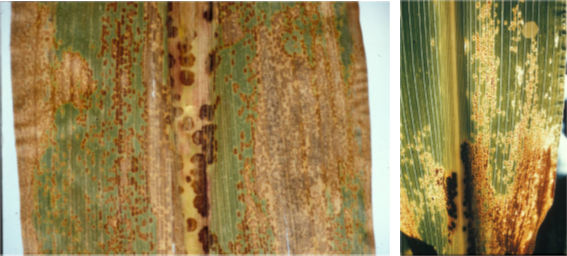 Two images of corn plant leaves with Physoderma brown spot lesions, with one image showing Physoderma lesions in a broad band, while the other image shows large dark purple PBS lesions on the corn leaf sheath.