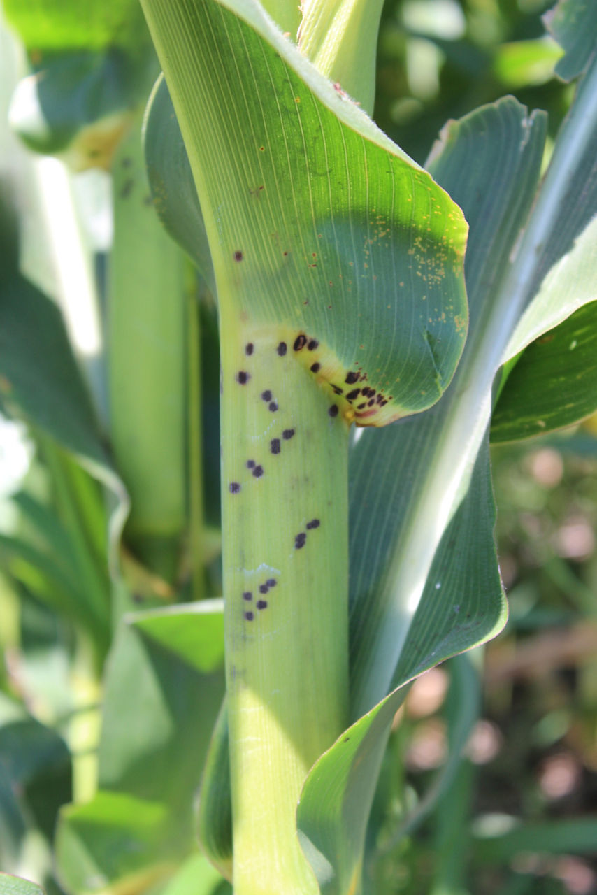 Corn plant leaf sheath with Physoderma brown spot lesions.