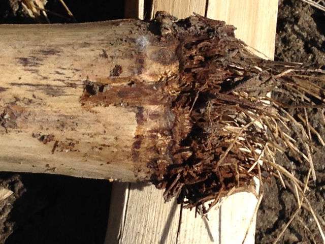 Close up image of overwintered corn stalk debris where rust colored sporangia surrounds the node leading to physoderma corn diseases.