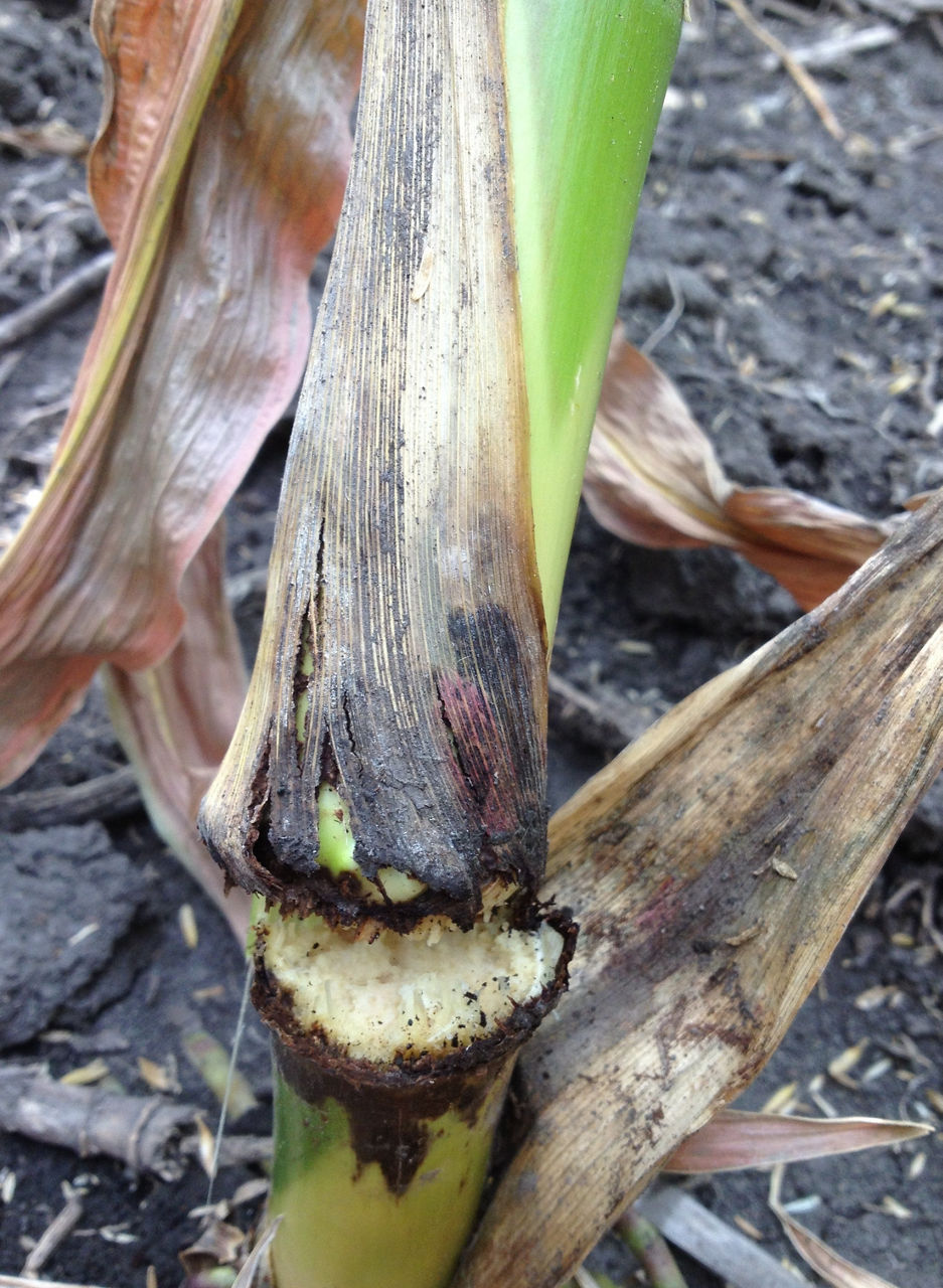 Broken corn stalk which is caused by Physoderma stalk rot