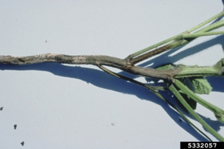  The stem rot phase of Phytophthora appears as a dark brown color on the exterior surface of the stem and lower branches.