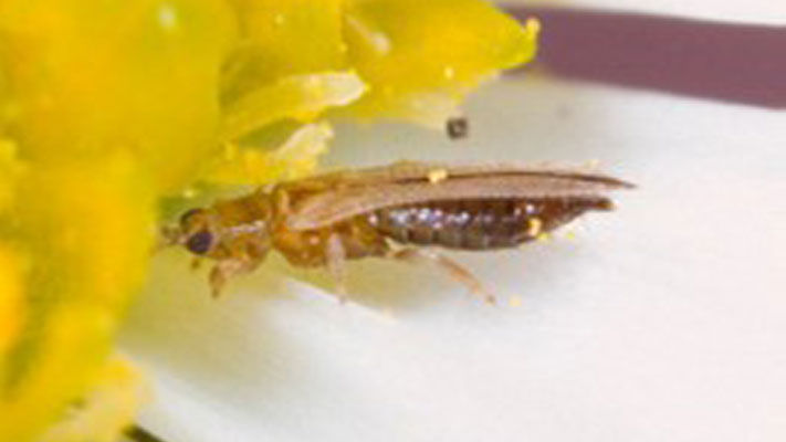 Plague thrips are native to Australia and are widespread across the southern mainland and Tasmania.