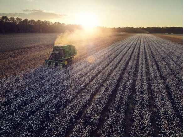 Aerial view of a green cotton picker harvesting a vast cotton field at sunset. 
