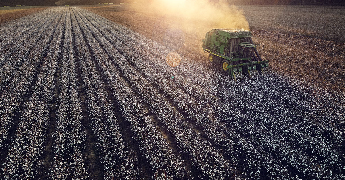 Aerial view of a green cotton picker harvesting a vast cotton field at sunset. 