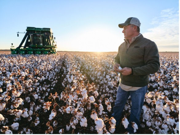 Farmer standing in a cotton field at sunrise with a green cotton picker in the background. 