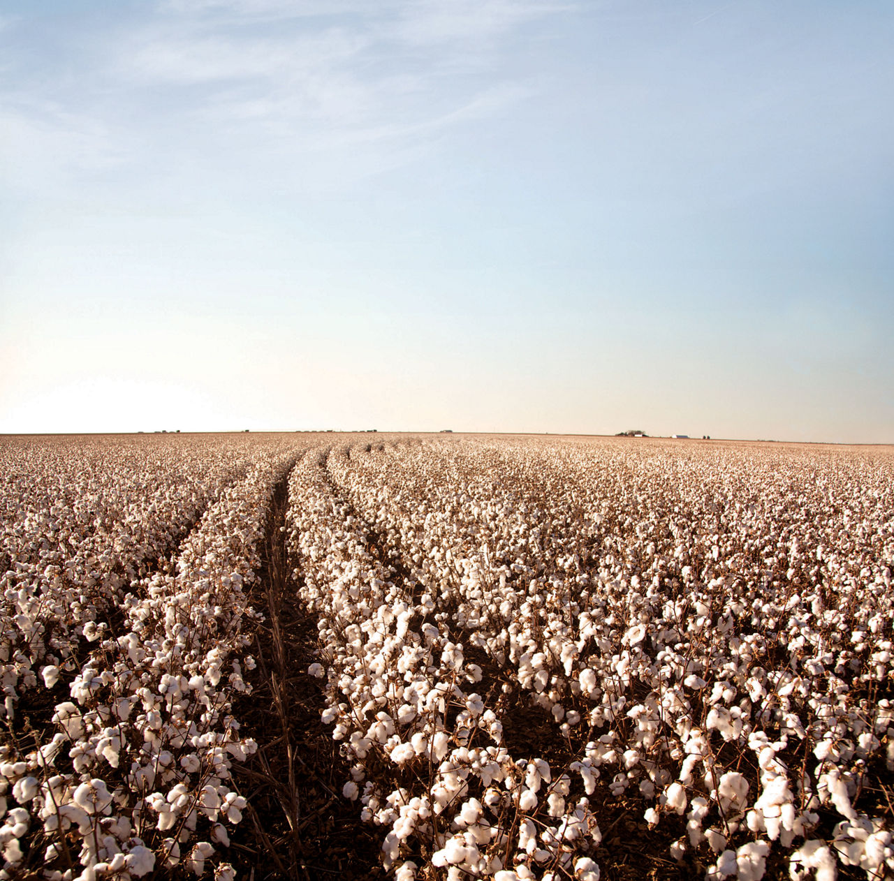 West Texas harvest cotton field 