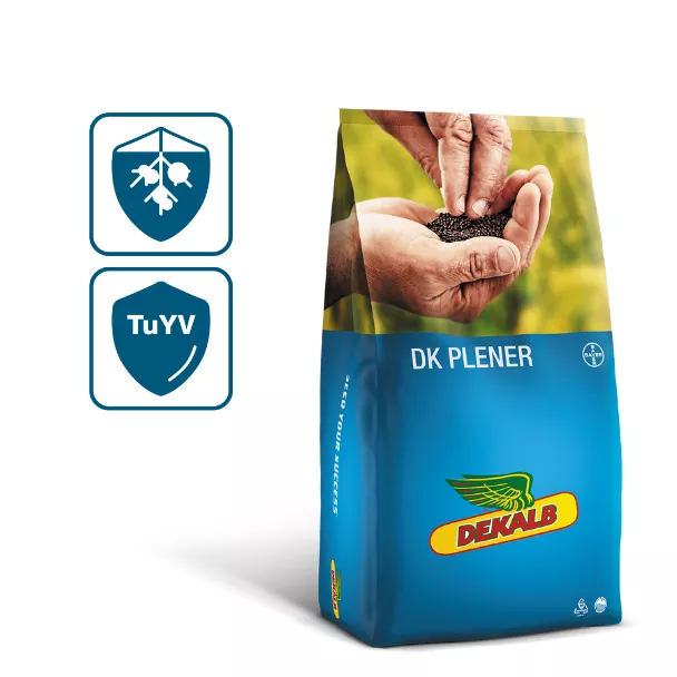 plener rzepak