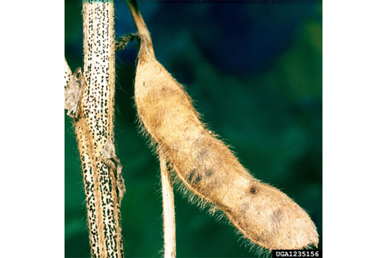 A key sign of pod and stem blight infection is the many rows of small, black, raised dots on infected stems, pods, and fallen petioles later in the season.