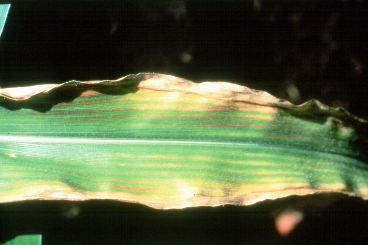 Symptom of K deficiency in corn. 