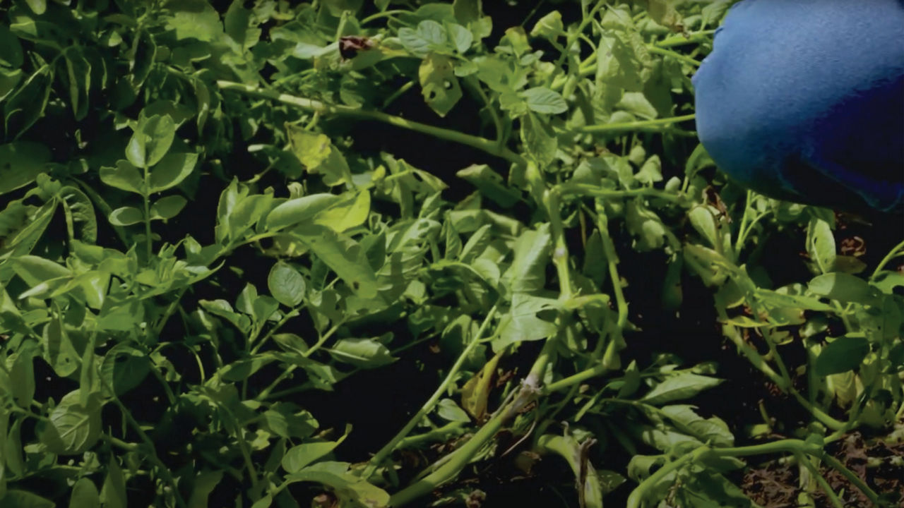 Close up image of weeds affected by potato blight 