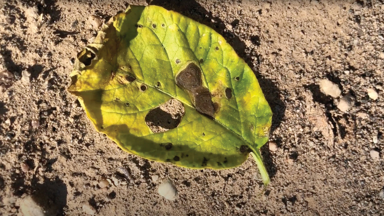 Close up image of a leaf affected by potato blight 