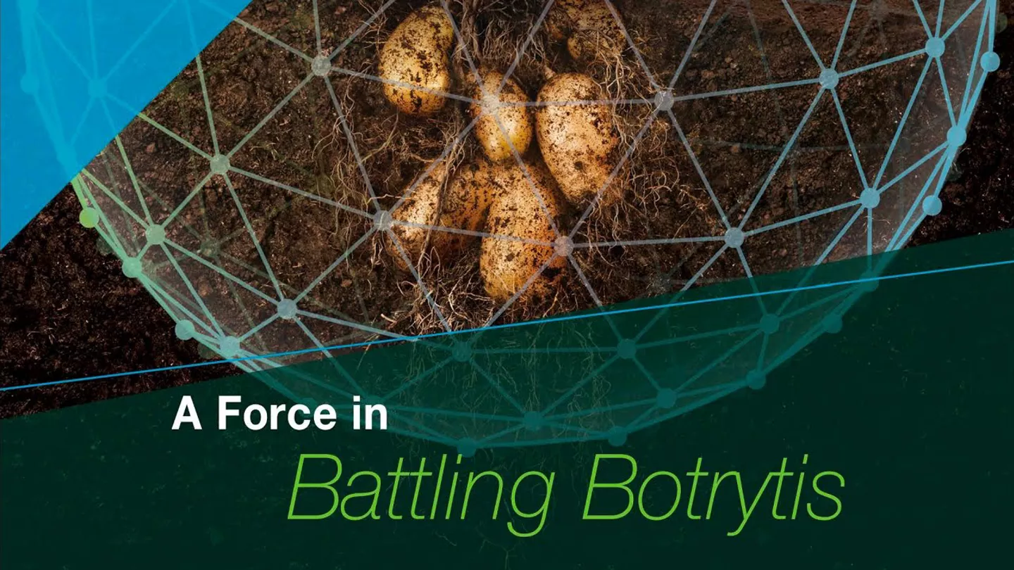 Reduce Botrytis in Potatoes