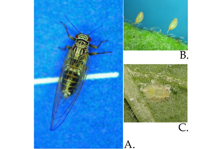 Potato psyllid life stages