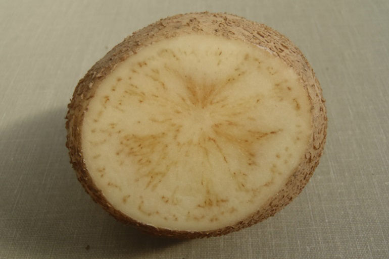 Potato tuber infected with zebra chip