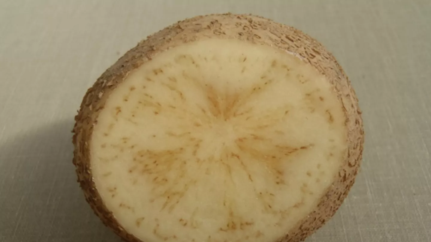 Potato Growers Face Knockdown Punch from Psyllids