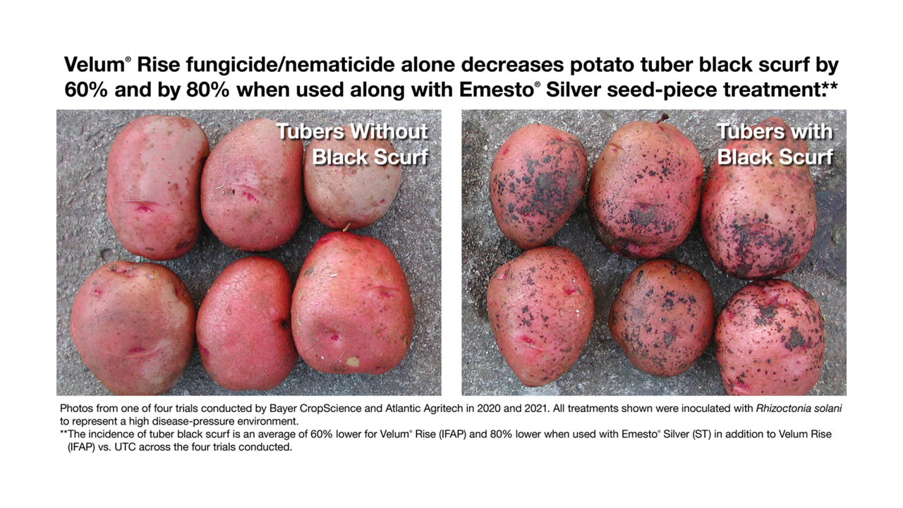 Velum® Rise fungicide/nematicide alone decreases potato tuber black scurf by 60%.