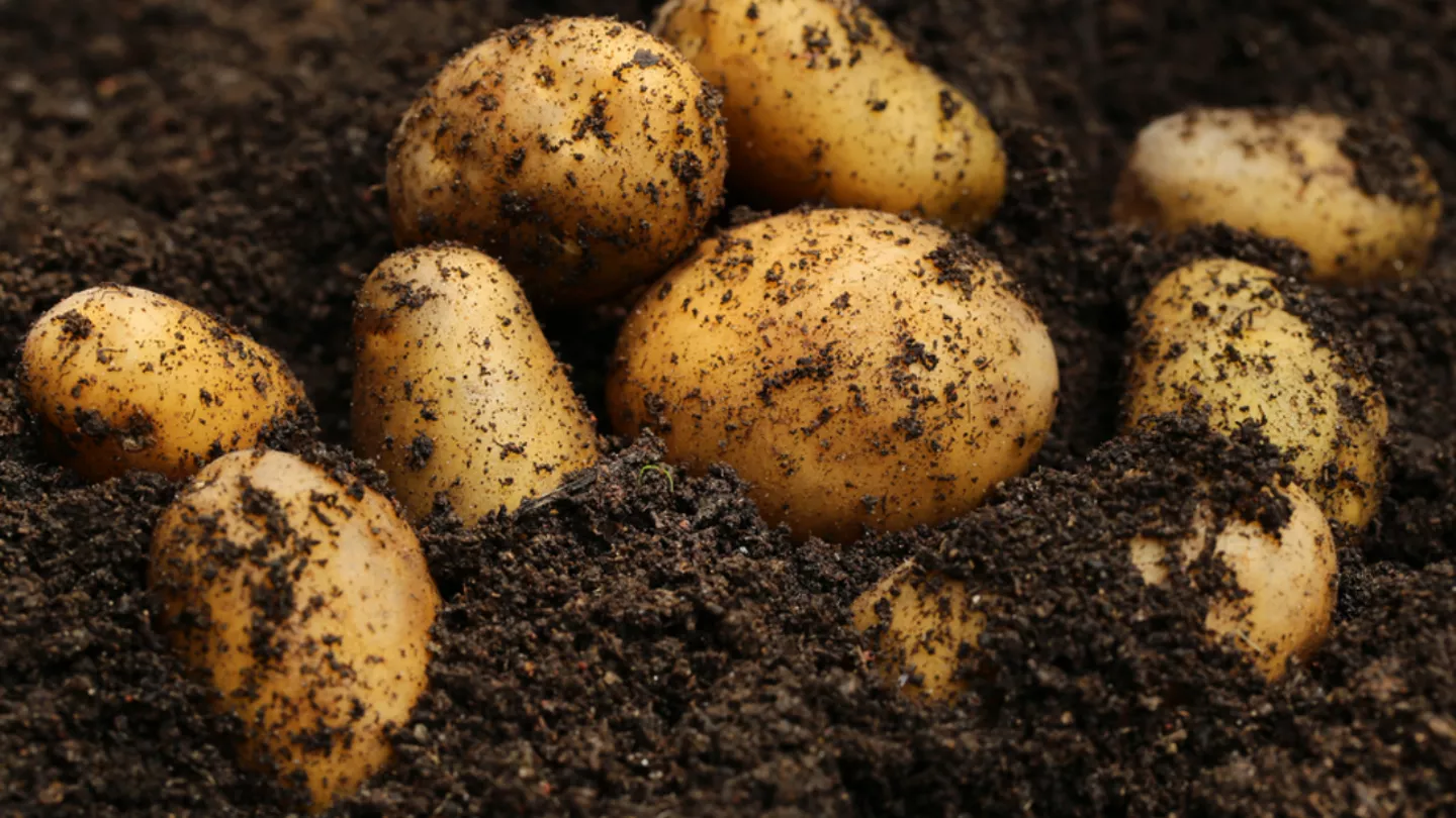 crop protection in Potatoes