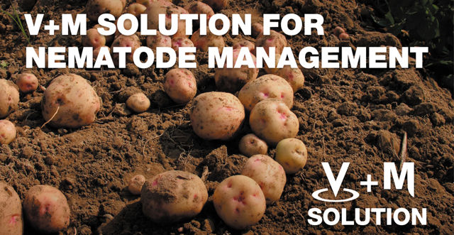 A pile of potatoes scattered on dirt; V+M solution logo and texts overlay “V+M Solution for Nematode Management”