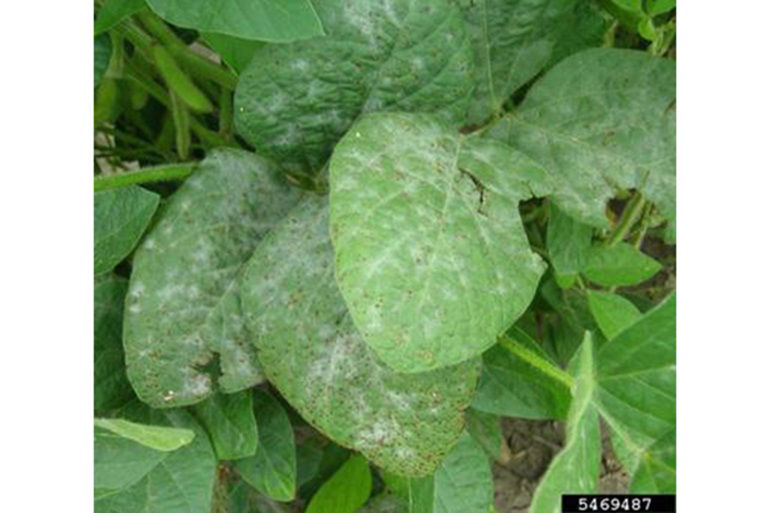  Powdery mildew is easily identified by white, powdery patches that form on all parts of the soybean plant.