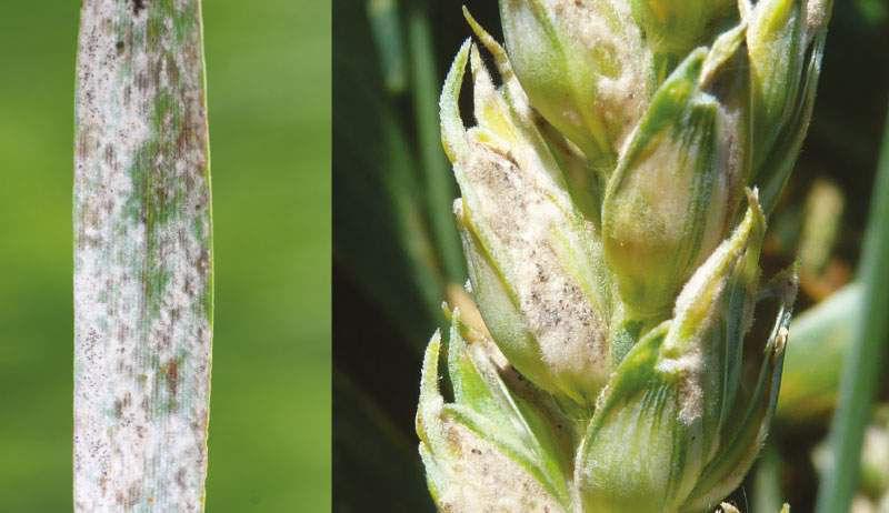 Powdery Mildew - Wheat