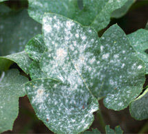 Powdery mildew affects grapes and apples and is one of the most widespread, persistent and damaging fungal diseases in both Australian vineyards and apple orchards.