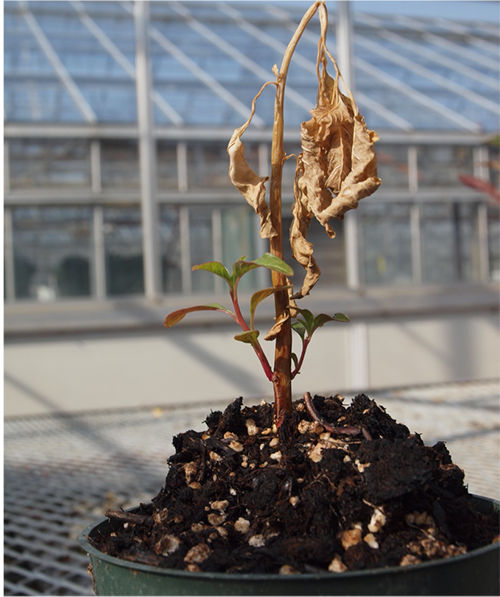 Waterhemp regrowth following application of PPO herbicide