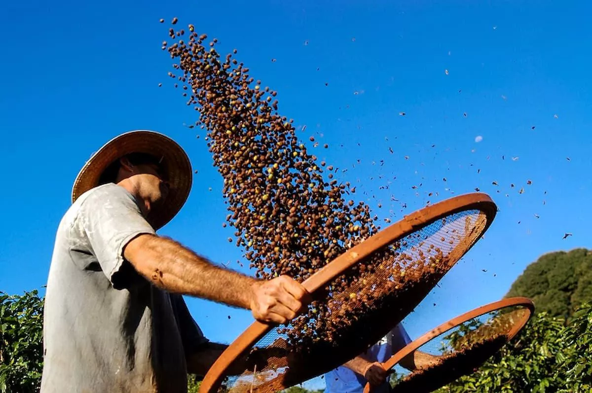 Produção de café no Brasil