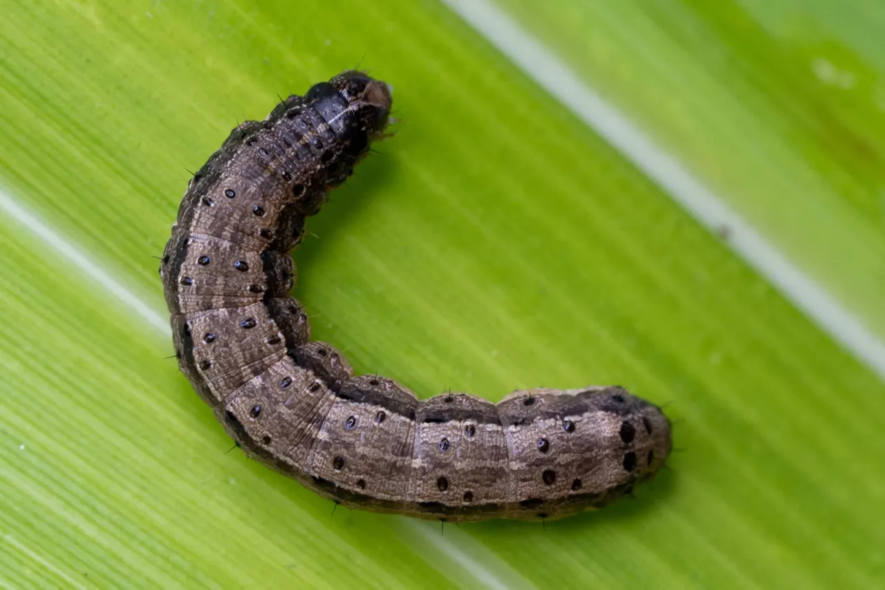 Lagarta-do-cartucho (Spodoptera frugiperda)