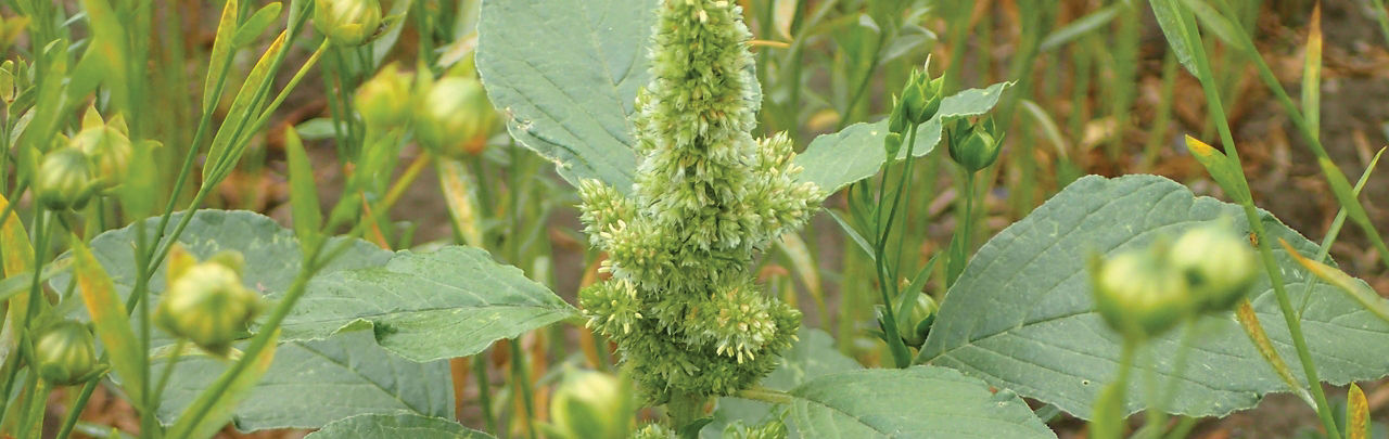 Close-up of a green plant with broad leaves and a central flower spike. 