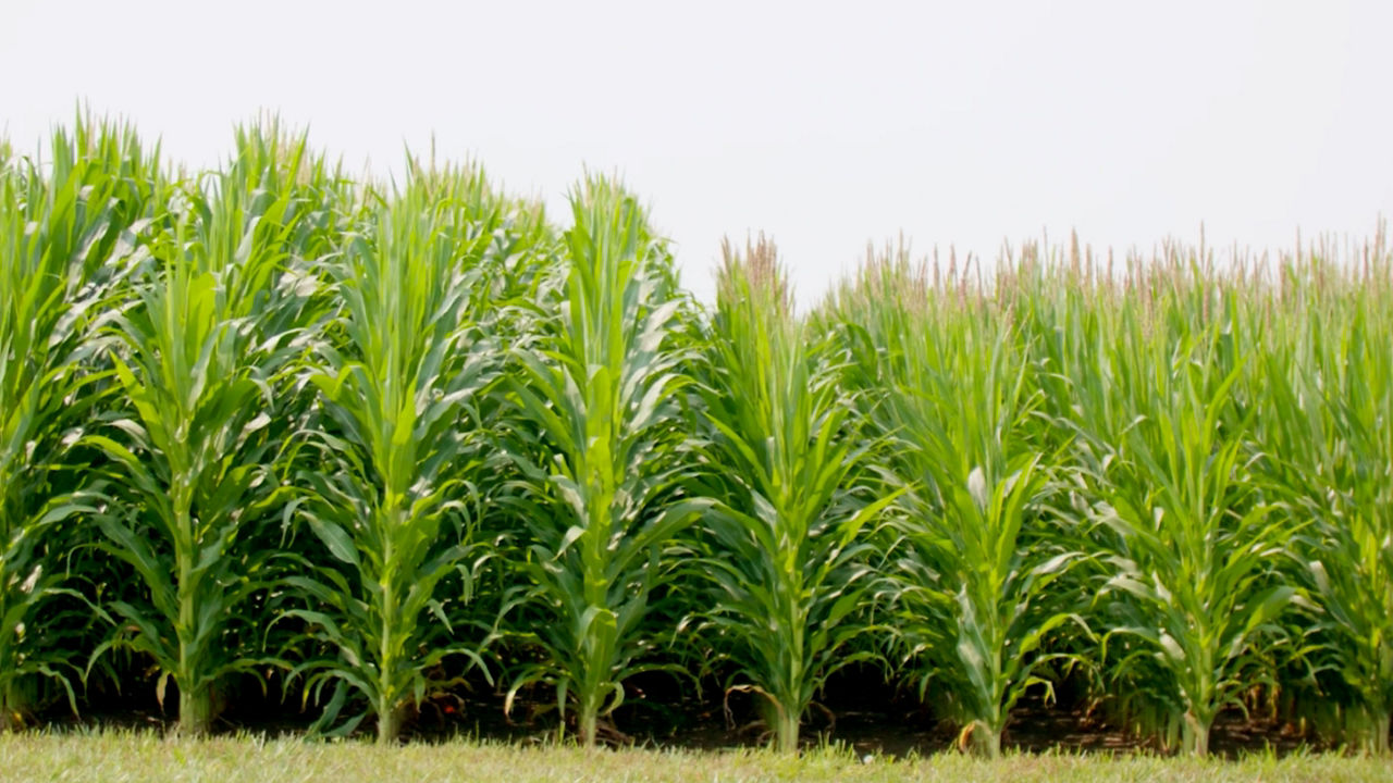 Short stature corn hybrids growing in a field