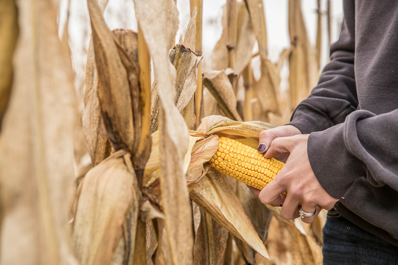 Person inspecting a corn cob in a field of dry, mature, golden corn plants.