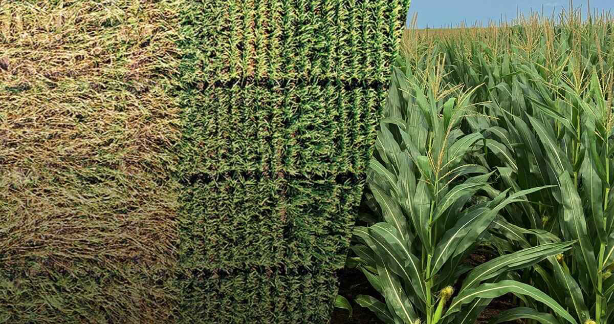 Smart Corn