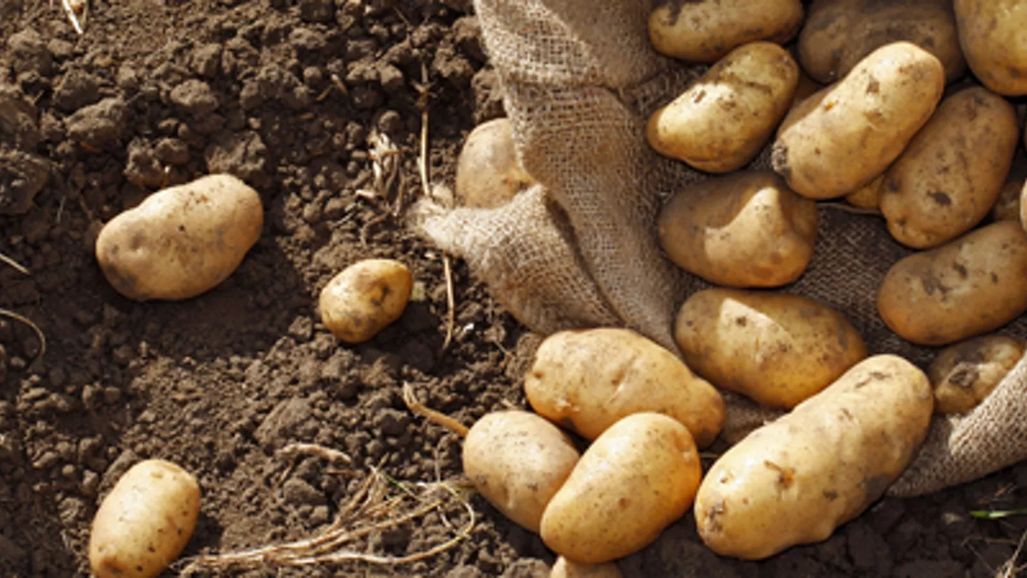 Precise Practices to Protect Your Potatoes from Early Blight and White Mold