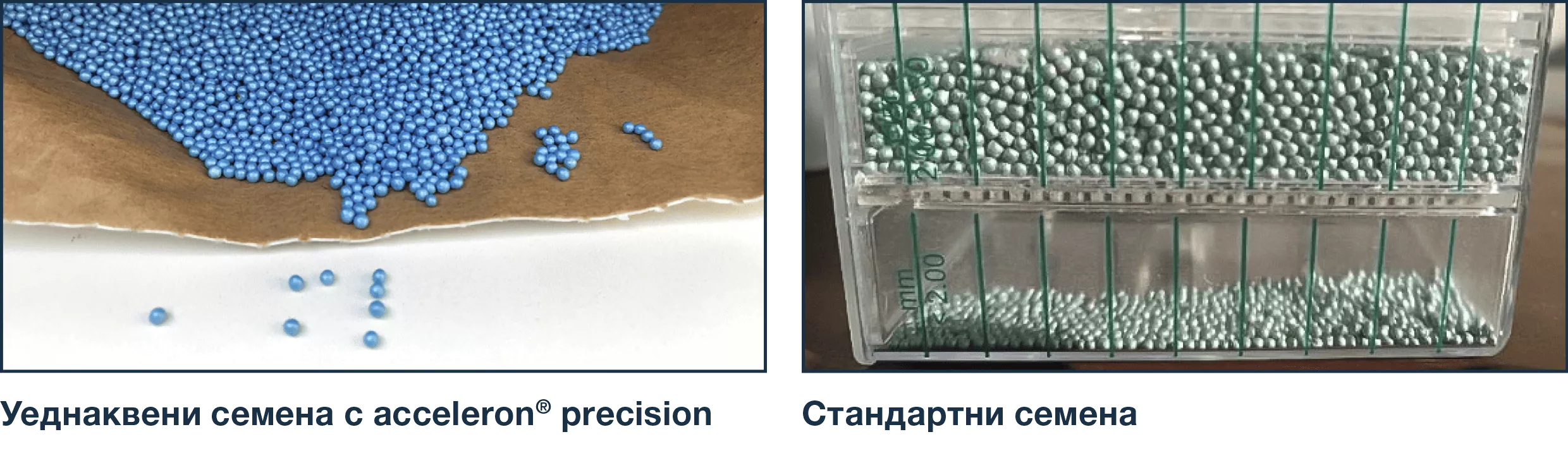 precizna-seitba-rapica