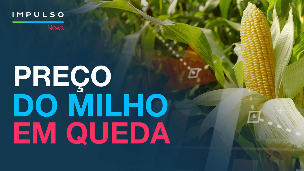 Preço do milho em queda