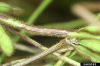 When petioles are girded by large lesions, premature defoliation occurs