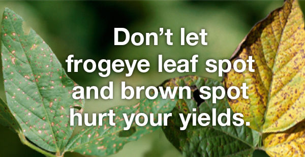 Brown soybean leaf with the text “Don’t let frogeye leaf spot and brown spot hurt your yields” in white overlaid