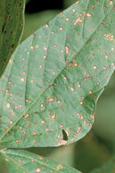 A closeup of a soybean leaf with brown spots