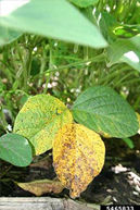 A closeup of three soybean leaves with one being yellow and brown