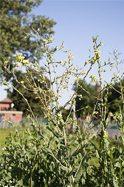  Prickly lettuce may grow as tall as 6 ½ feet. The roots, stems and flowers produce a sticky, milky looking substance. 